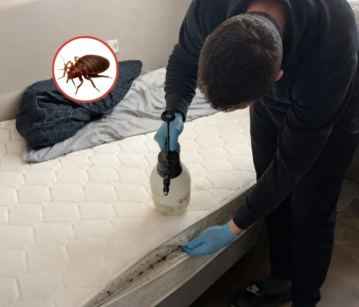 Technicien traitant un matelas contre les punaises de lit à Ivry-sur-Seine